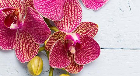 Orchid Flowercards & Gifts