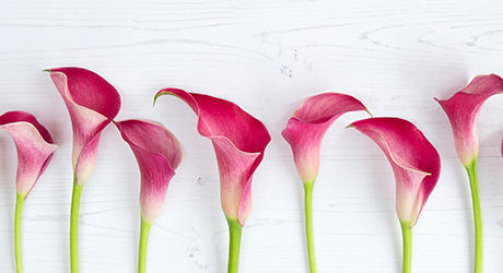 Calla Lily Flowercards & Gifts